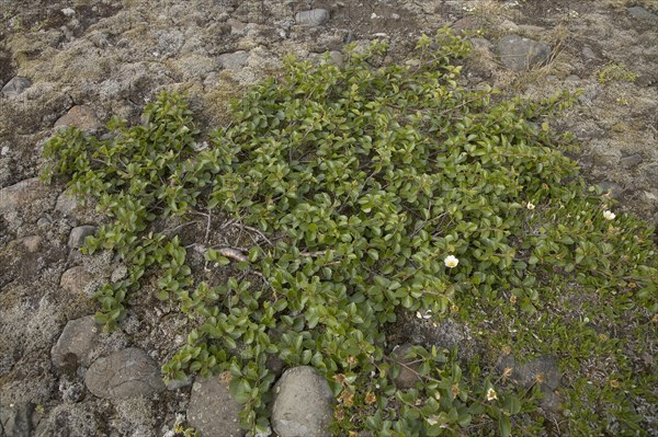 Dwarf birch