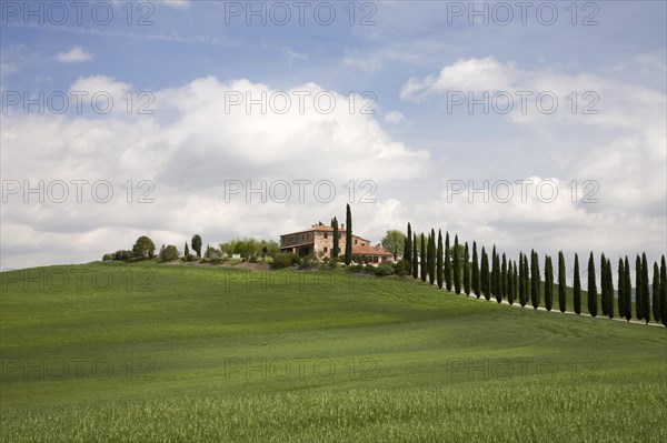 Cypress alley leads to a house near Castiglione d`Orcia