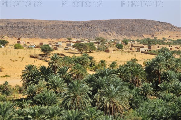 Palm grove with a settlement