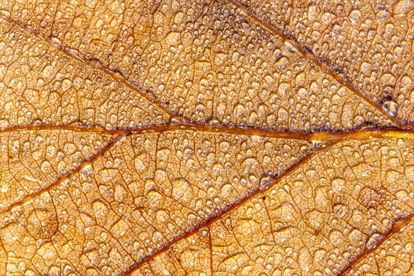Autumn Beech leaf