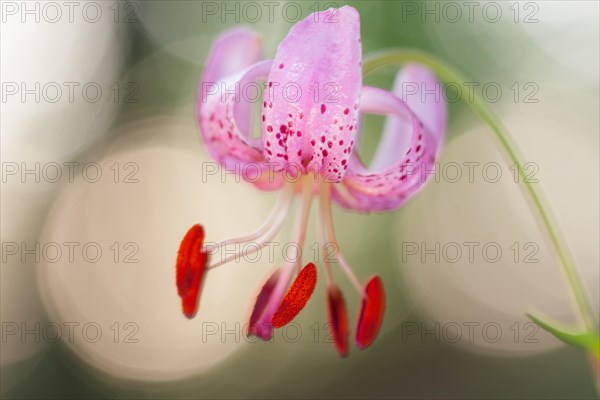 Martagon Lily or Turk's Cap Lily