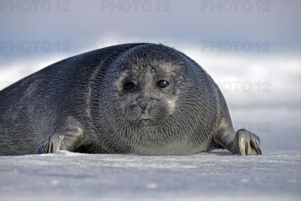 Baikal seal