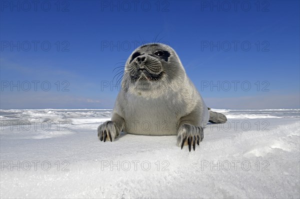 Baikal seal