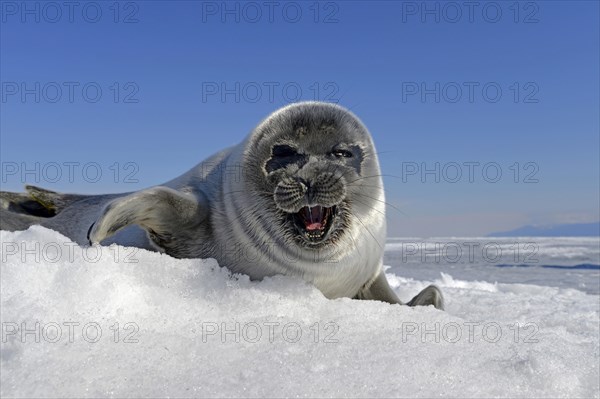 Baikal seal