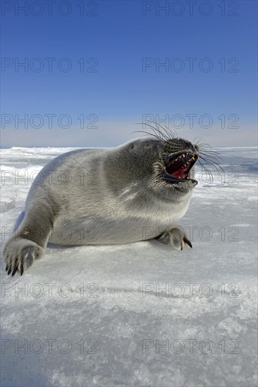 Baikal seal