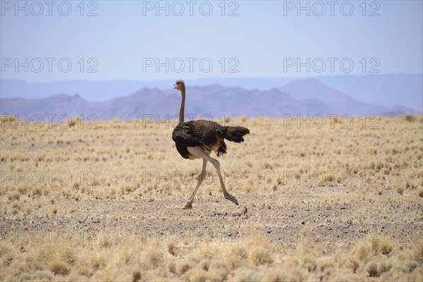 African ostrich