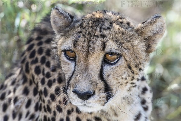 Cheetah