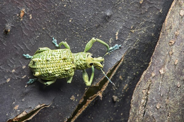 Weevil