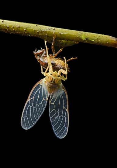 Hatching of a cicada