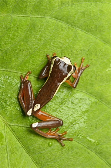 Beireis' tree frog or white-leaf frog