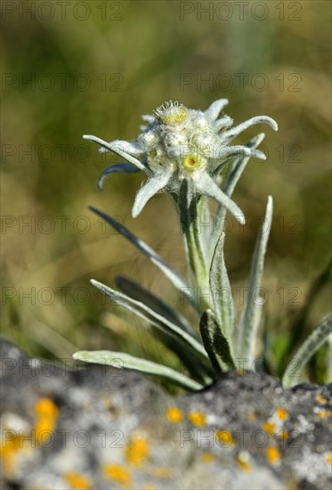 Edelweiss