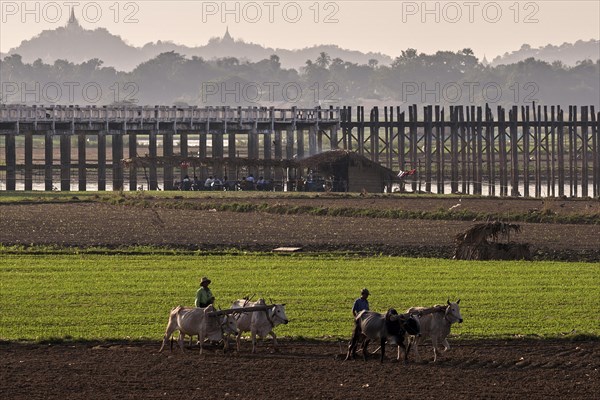 Local men plowing with oxen in the fields
