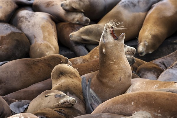California sea lions