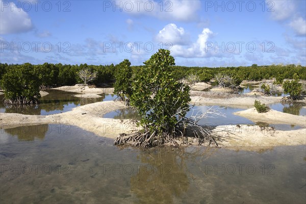 Landscape with mangroves