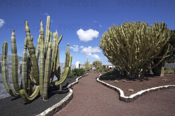 Cacti