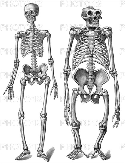 Human skeleton compared to gorilla skeleton