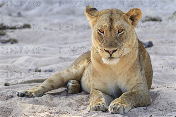 Lioness