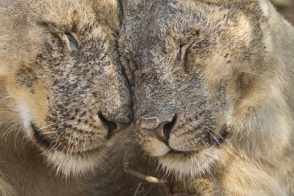 Lions