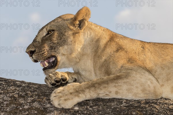 Lioness