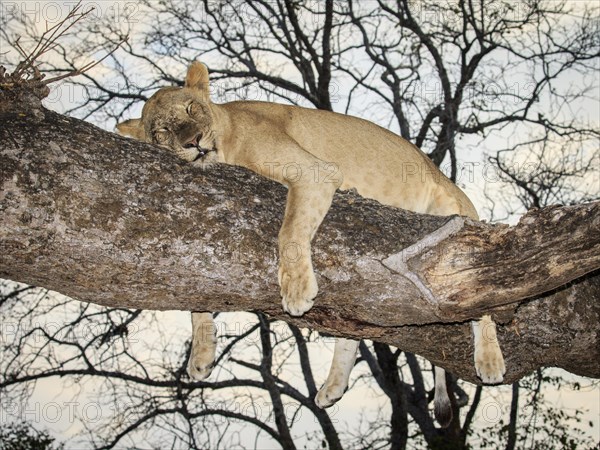 Lioness