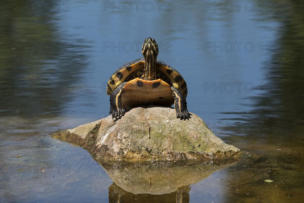 Portrait of yellow-bellied slider