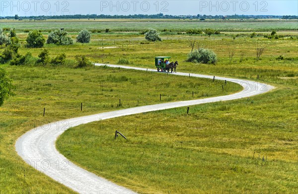 Ride in a horse-drawn carriage through the National Park Lake Neusiedl