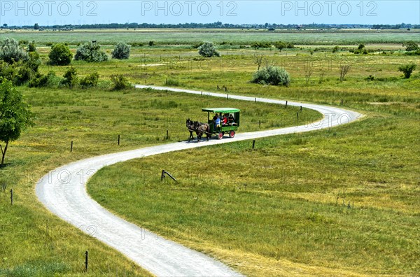 Ride in a horse-drawn carriage through the National Park Lake Neusiedl
