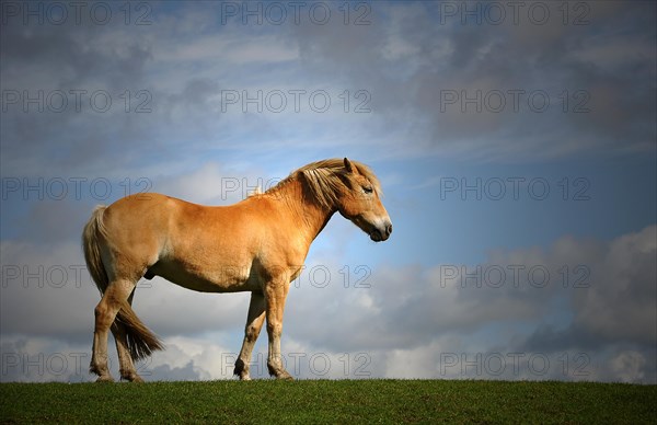Brown horse