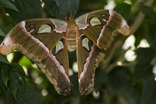 Atlas moth