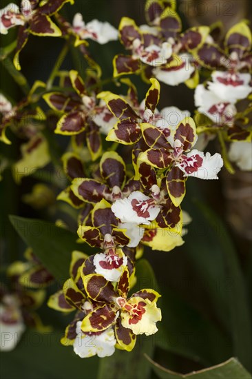 Orchid