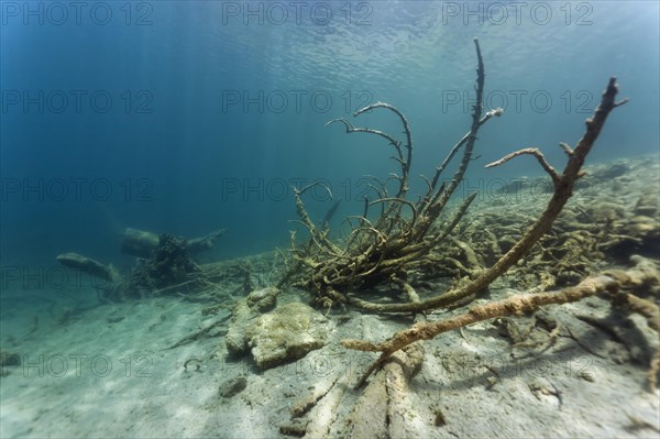 Sunken trees in lake