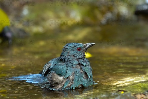 Female Asian fairy-bluebird