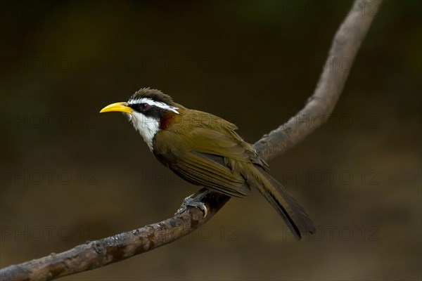 White-browed scimitar babbler