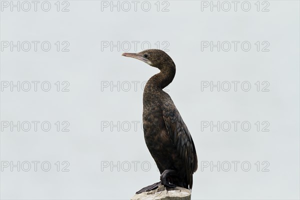 Indian cormorant