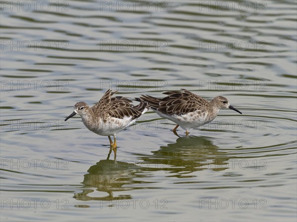 Long-toed stint