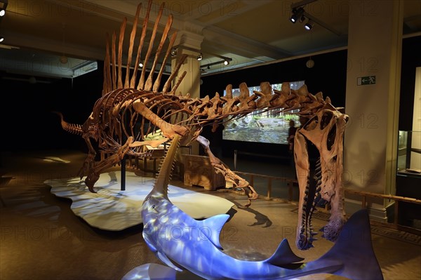 Worldwide unique skeleton replica of the biggest carnivorous dinosaur