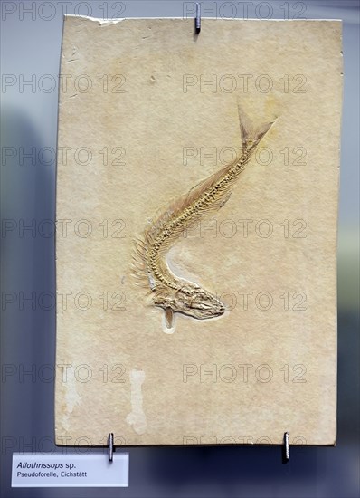 Fossil of Allothrissops spec.