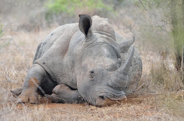 White Rhinoceros or Square-lipped Rhinoceros