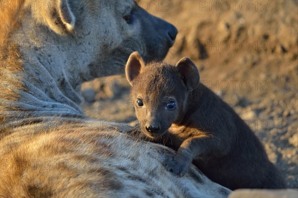 Spotted Hyenas