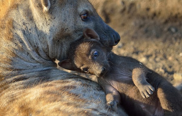 Spotted Hyenas