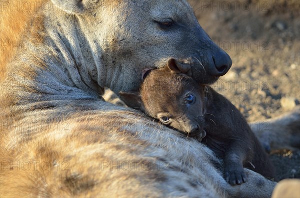Spotted Hyenas