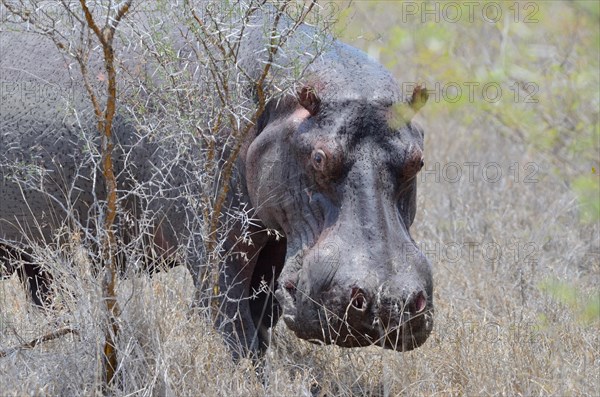 Hippopotamus