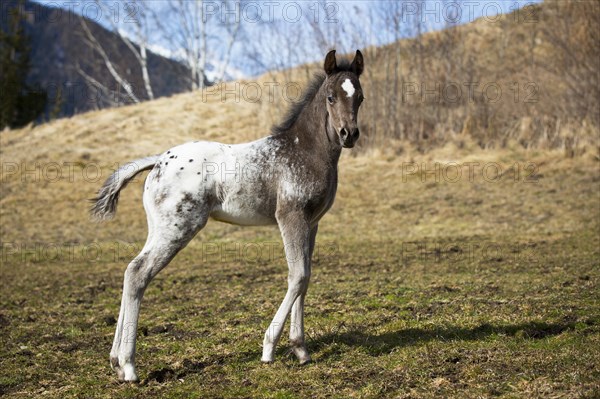 Araloosa colt