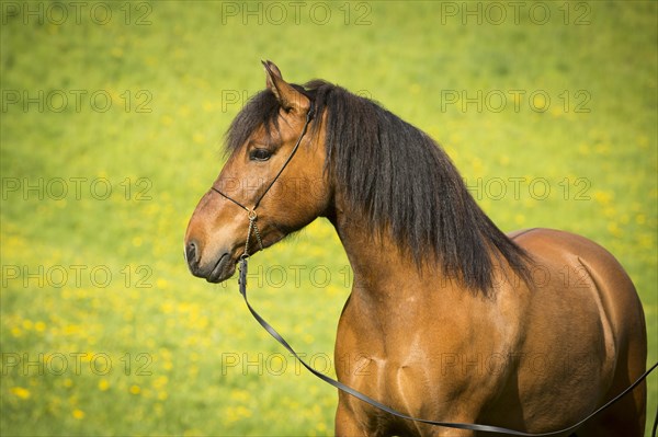 Hutsul mare