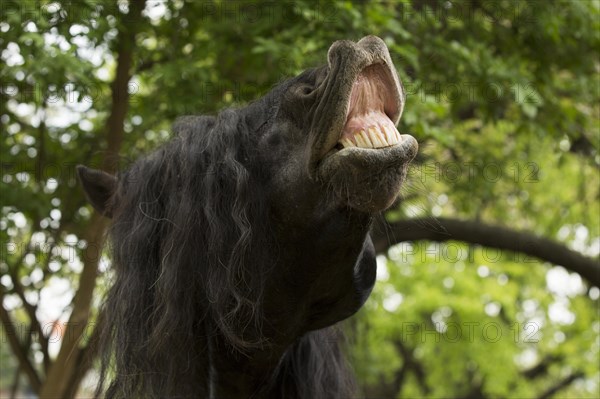 Noriker stallion