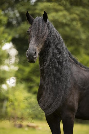 Friesian stallion