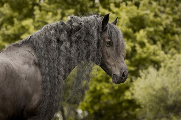 Friesian stallion