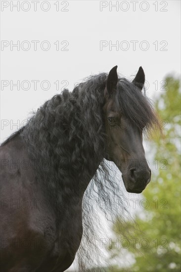Friesian stallion