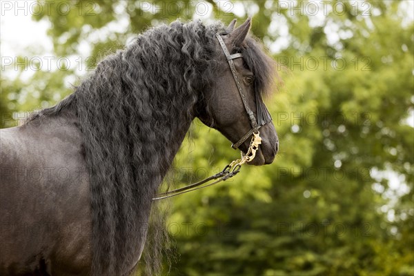 Friesian stallion