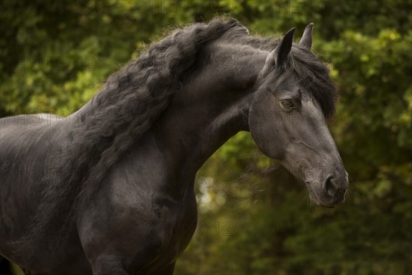 Friesian